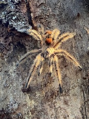 Phrixotrichus scrofa