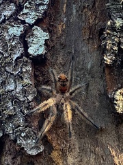 Phrixotrichus scrofa