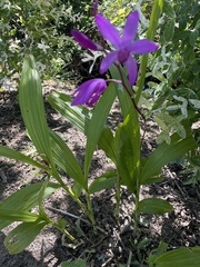 Bletilla