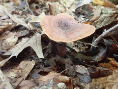 Lactarius quietus incanus