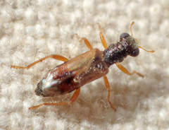 Phyllobaenus