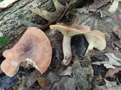 Lactarius quietus incanus