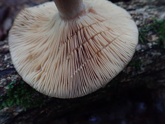 Lactarius quietus incanus