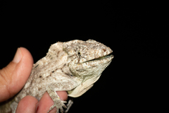 Anolis chamaeleonides