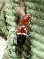 Neocallotillus elegans