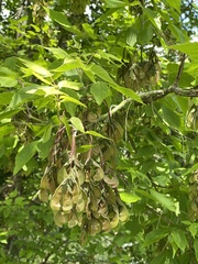 Acer negundo
