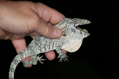 Anolis chamaeleonides
