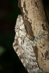 Anolis chamaeleonides