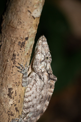 Anolis chamaeleonides