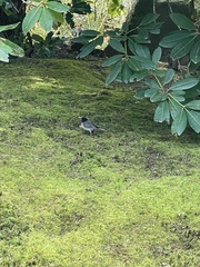 Junco