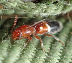 Neocallotillus elegans