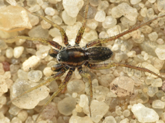 Pardosa nigriceps