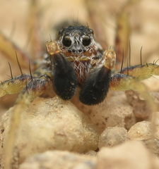 Pardosa nigriceps