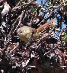 Sylviorthorhynchus yanacensis