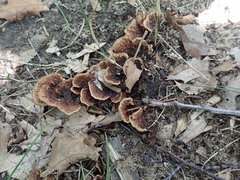 Thelephora americana