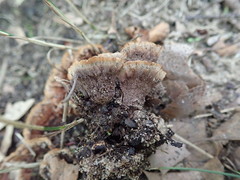 Thelephora americana