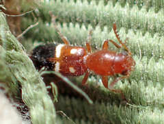 Neocallotillus elegans