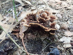 Thelephora americana