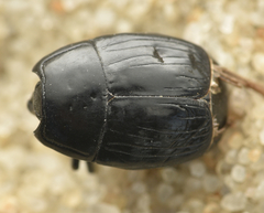 Margarinotus neglectus