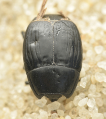 Margarinotus neglectus