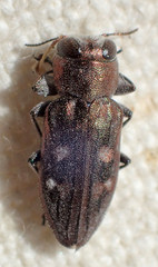 Chrysobothris debilis