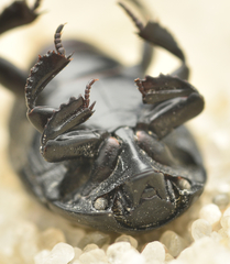 Margarinotus neglectus