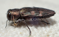 Chrysobothris debilis