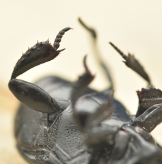 Margarinotus neglectus