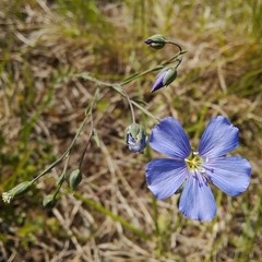 Linum leonii