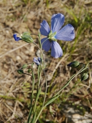 Linum leonii