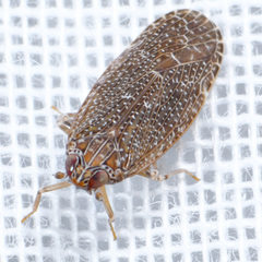 Synecdoche fusca