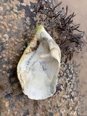 Zirfaea crispata