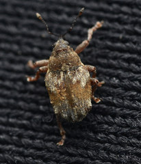 Trichosirocalus troglodytes