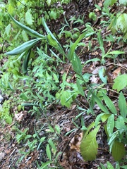 Polygonatum biflorum