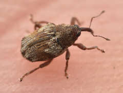 Trichosirocalus troglodytes