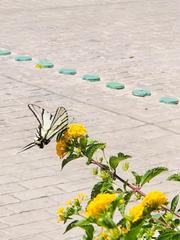 Protographium epidaus epidaus