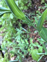 Polygonatum biflorum