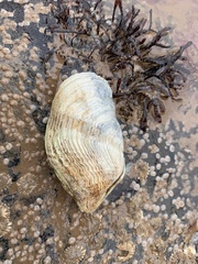 Zirfaea crispata