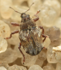 Trichosirocalus troglodytes