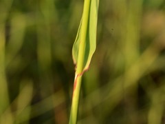 Eriachne stipacea