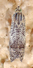 Ofatulena duodecemstriata