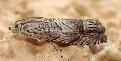 Ofatulena duodecemstriata