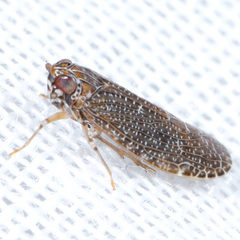 Synecdoche fusca