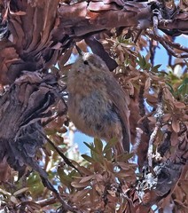 Sylviorthorhynchus yanacensis