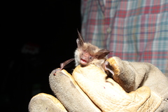 Myotis bechsteinii