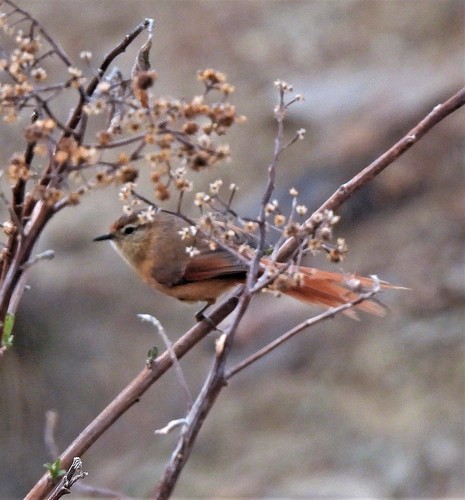 Tawny Tit-Spinetail (Sylviorthorhynchus yanacensis), photo 6