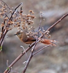 Sylviorthorhynchus yanacensis