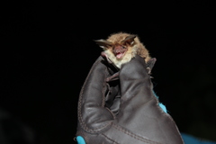 Myotis bechsteinii