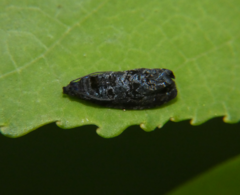 Hedya cyanana
