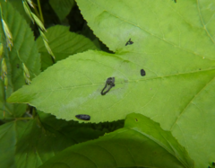 Hedya cyanana